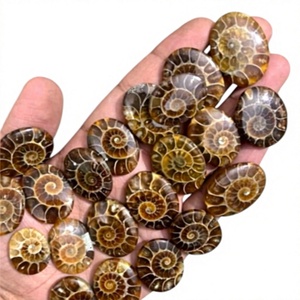 AMMONITE NATURELLE FOSSILE Pierre précieuse en vrac Cabochon poli Formes variées Tailles personnalisables Fabrication de bijoux en cristal Fournisseur tiers - Product Image 1