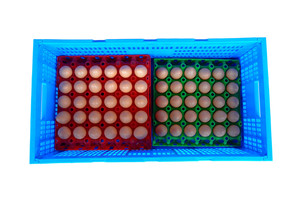 Nhựa Gấp Ráp Trứng <span class=keywords><strong>Container</strong></span> Lưu Trữ Vận Chuyển Hộp Thùng Thùng - Product Image 6