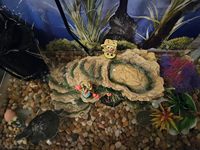 Boîte de cachette pour reptiles en résine, tronc d'arbre, grotte cachette, habitat pour tortues, plateforme de basking, grotte de retraite pour petits animaux, serpents et reptiles