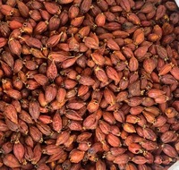 Großhandelspreis Einzelne Gewürze & Kräuter Getrocknete Gardenienfrucht Hochwertige Getrocknete Kap-Jasminfrucht