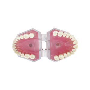 Modelo Dental Transparente con Raíz Dental Visible, Modelo de Tipodonto Dental con Dientes Extraíbles, Encías Suaves, Modelos de Práctica de Extracción Dental - Product Image 4
