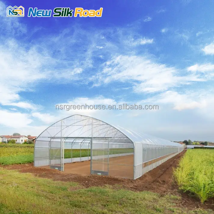 Single-Span Greenhouse Hydroponics Small Tunnel/Hoop Design Plastic Film Cover Galvanized Steel Frame PE Layer Agricultural Use