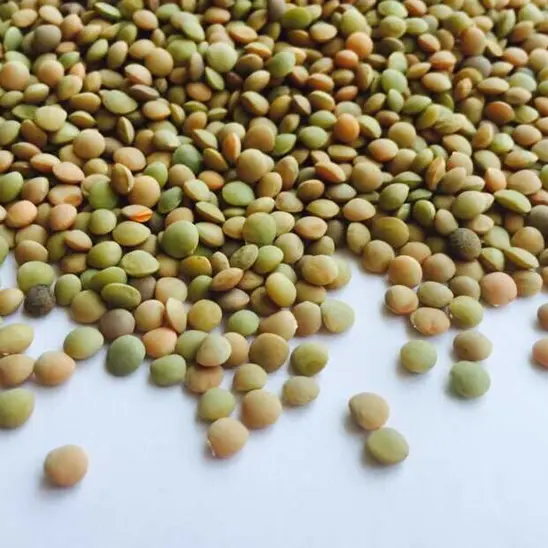 Lentil/green lentil new crop sale food