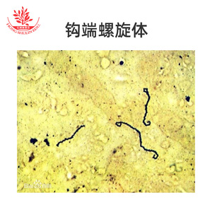 Leptospira, bactéries Leptospira, faculté de médecine, microbiologie, examen de pathogénicité, étude, recherche, lamelle microscopique - Product Image 4