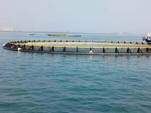 Nuestra jaula circular para peces de HDPE de 12 m de diámetro es perfectamente adecuada para la cría de tambaqui, con una biomasa de stock de 17 toneladas por conjunto. - Product Image 1