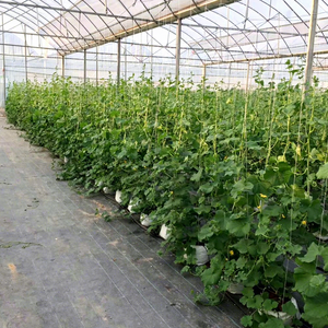 Contenitore Pieghevole Durevole per Coltivazione di Fragole Bianche, Vaso <span class=keywords><strong>da</strong></span> Giardino Impermeabile in Plastica per <span class=keywords><strong>Piante</strong></span> - Product Image 4