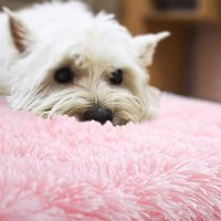 Beste Verkauf Flauschigen Runde Teppich für Kinder Weiche Schlafzimmer Wohnzimmer Rund Teppiche Hause Nicht-Slip Matte