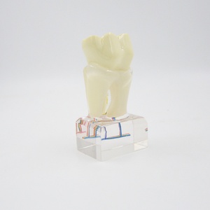 Modelo Dental Multifuncional de 6 Molares con Nervio Anatómico para Demostración Educativa para Dentistas, Producto Multifuncional para la Higiene Bucal - Product Image 4