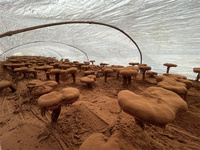 Produits innovants 2026 : Capsules de poudre de champignon Reishi, capsules de poudre de spores de Reishi