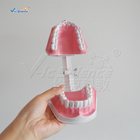 Modelo de Enseñanza de Cepillado Dental Ampliado 2 Veces con Cepillo de Dientes para Educación en Higiene Bucal, CE ISO ROHS CNAS