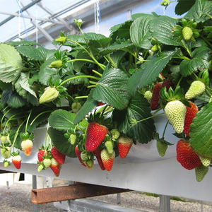 Offre Spéciale grand couvercle en verre de <span class=keywords><strong>crochet</strong></span> de <span class=keywords><strong>gouttière</strong></span> de plantation de tomates et de fraises hydroponiques pour serre multi-travées - Product Image 5