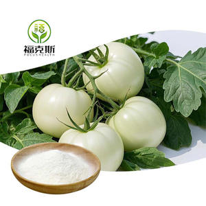 Enfoque al por mayor extracto de tomate blanco orgánico en polvo piel tomate blanco para la salud - Product Image 1