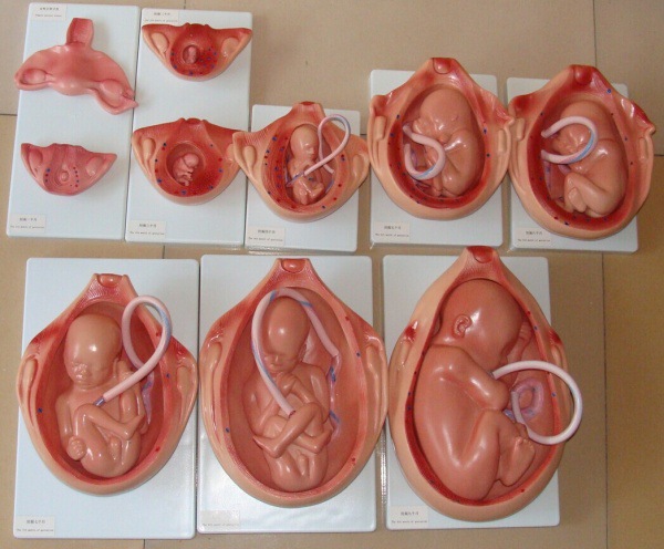 PVC Fetus Uterus Human Anatomical Teaching Models For Practice Teaching