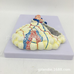 Modèle d'agrandissement alvéolaire de taille moyenne avec plaque suspendue ; Modèle d'anatomie du poumon humain ; Modèle en relief du système respiratoire humain - Product Image 3