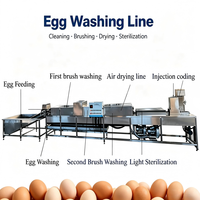 Industriële SUS304 automatische eierwasmachine met reiniging, sortering, verpakking, droging en sterilisatie