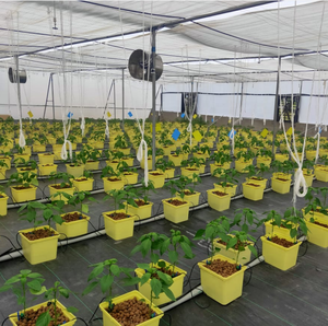 Sistema Completo de Cultivo Hidropónico en Cubetas Holandesas para Cultivar Pimientos - Product Image 1