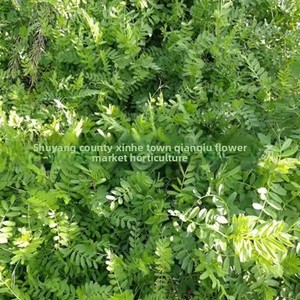 Semi di Pisello Arrowhead, Semi di Pisello Selvatico, Semi di Vetch Piccola, Semi ad Alto Contenuto Proteico, per Olio, Frutteto, Fertilizzazione Verde, Piante da Miele, Controllo delle Erbe Infestanti nei Pascoli - Product Image 3