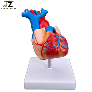 Modelo Anatómico de Corazón Humano de Tamaño Real para la Enseñanza de Ciencias Médicas - Product Image 3