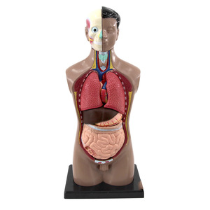 Modèle d'anatomie du torse humain Qinghua de 42 cm avec organes détachables, modèle pédagogique médical du cœur et des organes internes, jouet éducatif - Product Image 3