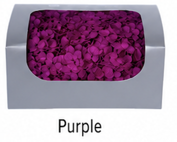 Pourpre