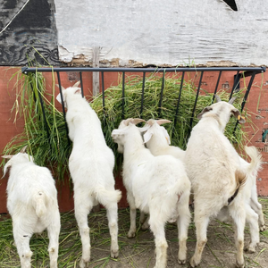 Mangeoire à <span class=keywords><strong>foin</strong></span> <span class=keywords><strong>pour</strong></span> chevaux Mangeoire à <span class=keywords><strong>foin</strong></span> <span class=keywords><strong>pour</strong></span> bétail de 63 ''de long avec support à <span class=keywords><strong>foin</strong></span> mural en acier au carbone de grande capacité <span class=keywords><strong>pour</strong></span> chevaux moutons chèvres - Product Image 3