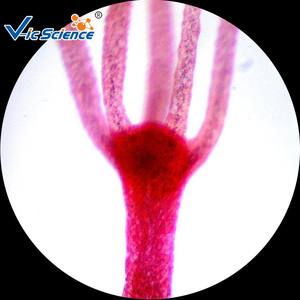 25 lames de microscope d'histologie pour que les élèves et les enfants apprennent la préparation des insectes et des plantes à l'école - Product Image 3