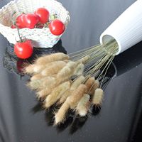 Herbe de la Pampa naturelle séchée de haute qualité, style bohème, pour décoration de Pâques ou de mariage, chaque tige