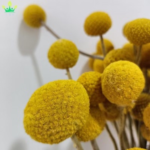 Lot de 20 boutons de fleurs séchées Craspedia Billy Ball, <span class=keywords><strong>rose</strong></span> foncé, bouquet floral, pour mariage, maison, grand vase, festival bohème - Product Image 3