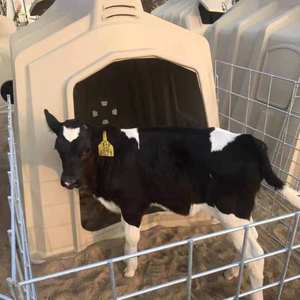 Alta calidad cómodo becerro Hutch equipo de granja barato plástico diario vaca cómoda Casa de ganado con ovejas jóvenes - Product Image 4