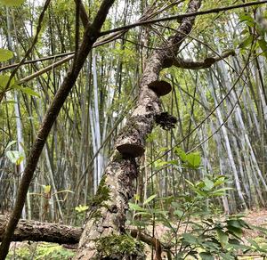 Champignons Hexagonia Apiaria de haute qualité, naturels, bruts et sauvages, à vendre - Product Image 4
