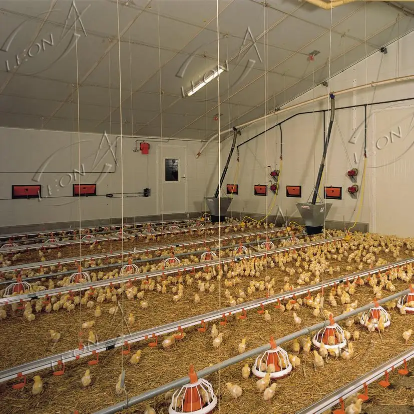 نظام التلقائي لعلف تغذية الحيوانات والدجاج معدات الدواجن لمزرعة الدجاج