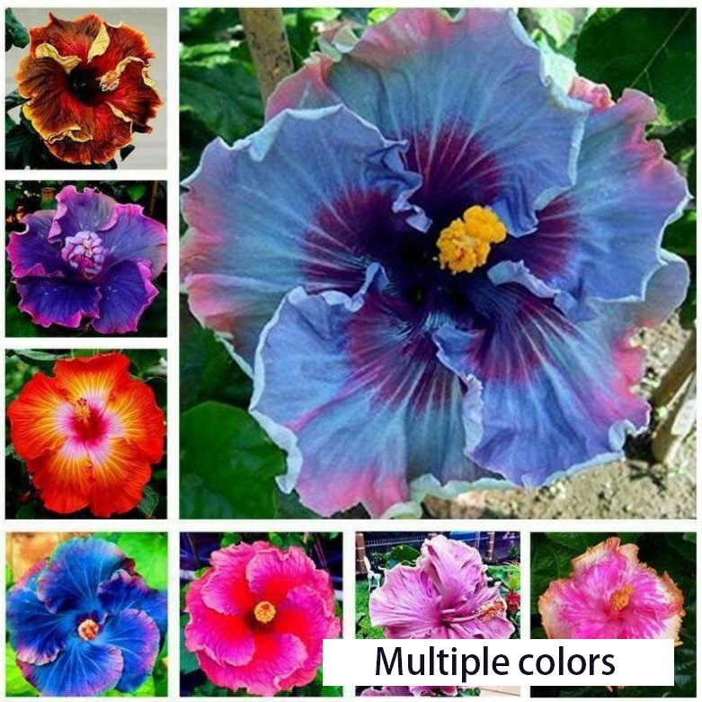 Hibiscus-Black 100-ZPfs0012