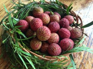 Ekspor produk pertanian leci pohon tua Lychee manis dan segar segar segar buah di musim - Product Image 5