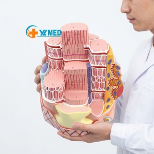 Modelo de Microanatomía de Fibra Muscular Esquelética Humana con Zoom de 40000X, Modelo de Fibra Muscular Esquelética, Modelos de Ciencia de Anatomía Humana, CE/ISO - Product Image 1