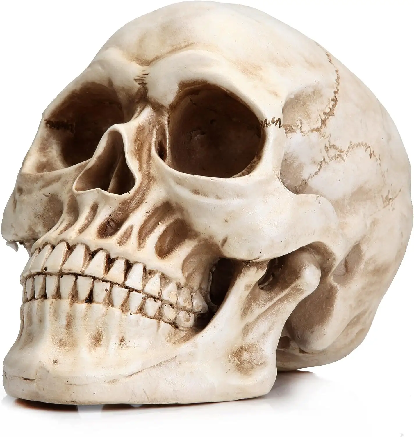 ハロウィーンの人間の頭蓋骨モデル等身大の人間の頭蓋骨モデル1:1レプリカリアルな人間の大人の頭蓋骨頭の骨モデル