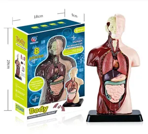 Medical Science Education Toys Detachable Bisexual Human Body Internal Organs Skeleton Anatomy Models For Teaching