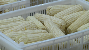正宗中国产冷冻白甜玉米品种，甜度适中，来自农场，贝浪牌，散装 - Product Image 5