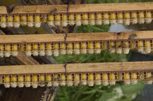 Suministro de fábrica 100% puro crudo Natural fresco congelado abejas reina leche salud suplemento orgánico <span class=keywords><strong>jalea</strong></span> <span class=keywords><strong>real</strong></span> al por mayor - Product Image 6