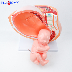 แบบจำลองกระดูกเชิงกรานคนตั้งครรภ์ ขนาดเท่าจริง ทำจาก PVC แบบจำลองกายวิภาคของทารกในครรภ์ สำหรับการสอนทางวิทยาศาสตร์การแพทย์ สำหรับแบบจำลองกายวิภาคของหญิงตั้งครรภ์ - Product Image 4