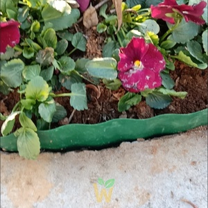 Bordura Decorativa <span class=keywords><strong>Fai</strong></span>-<span class=keywords><strong>da</strong></span>-<span class=keywords><strong>te</strong></span> per Giardino, Prato, Aiuole e Aiuole Fiorite, per Paesaggistica - Product Image 6