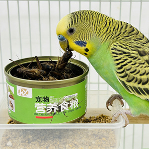 Cigales noires conservées de haute qualité - Source de protéines idéale pour les animaux exotiques - Product Image 1