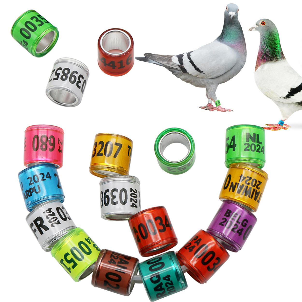2026 racing pigeons club rings