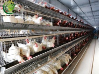 Nouvelles cages à poules pondeuses de type A à 4 niveaux, galvanisées à chaud, haute résistance à la corrosion, ensembles complets pour 900 poules