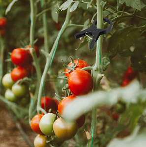 Clips <span class=keywords><strong>de</strong></span> treillis pour tomates, légumes et fruits, clips <span class=keywords><strong>de</strong></span> jardin réutilisables, clips <span class=keywords><strong>de</strong></span> treillis pour plantes grimpantes - Product Image 6