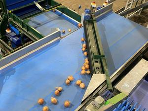 Meyve tavuk ekmek için sonsuz gıda taşıma bandı PU konveyör bant - Product Image 5