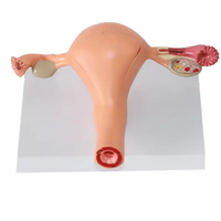 Precio al por mayor, estructura anatómica precisa de los órganos reproductivos internos para uso médico, modelo de útero femenino normal