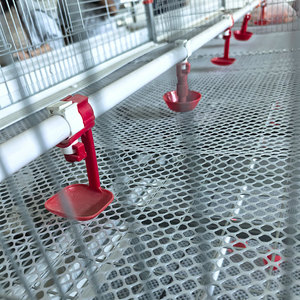Cage à poulets de type H durable et bien ventilée pour 5000 oiseaux à faible coût pour projet avicole au Moyen-Orient - Product Image 4