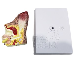 Modèle d'anatomie de l'oreille de chien ; spécimen de démonstration pour l'enseignement vétérinaire ; outil pédagogique pour les cours universitaires. - Product Image 5