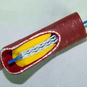 Modelo de Vasos Sanguíneos Humanos para Educación Médica, Equipo de Enseñanza de Anatomía - Product Image 3