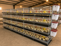 Nouveau système de cage d'élevage entièrement automatique à 4 niveaux pour 2000 poussins, élimination du fumier, construction en acier inoxydable, longue durée de vie